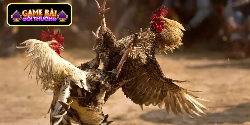 Lựa chọn địa chỉ theo dõi chất lượng