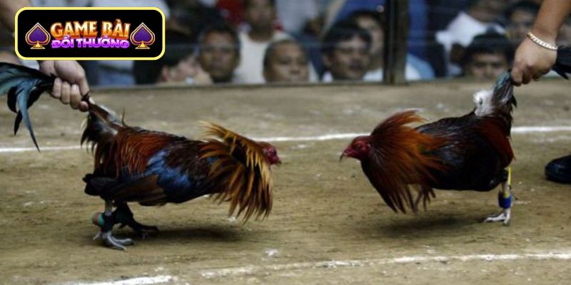 Phương pháp soi kèo gà đá hiệu quả