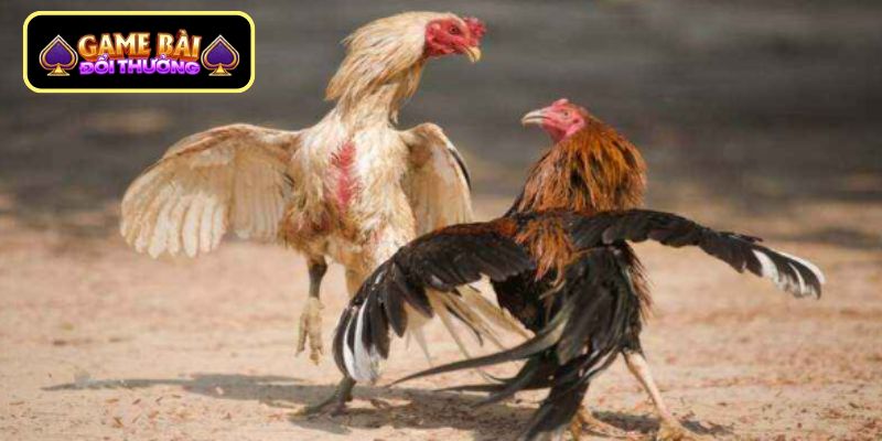 Sự hấp dẫn khi xem đá gà cựa sắt Thomo