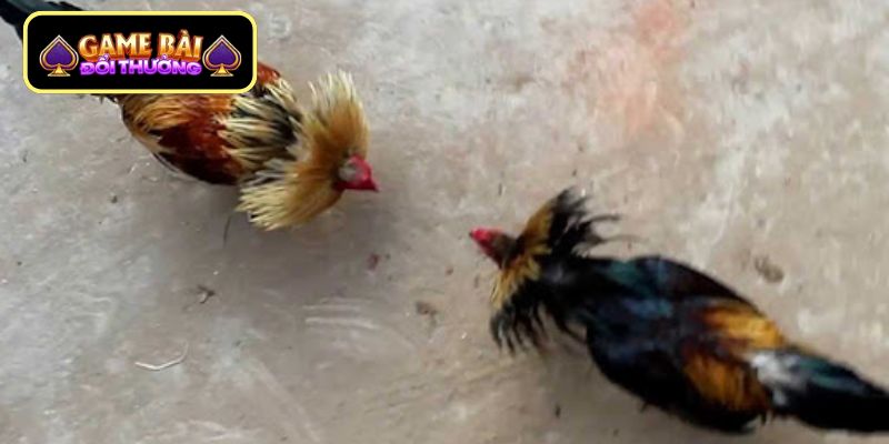 Xem Đá Gà Cựa Sắt Thomo - Trải Nghiệm Đẳng Cấp Tại Đấu Trường